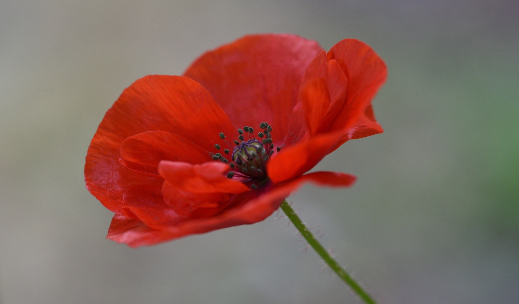 Красный цветок полевого мака крупным планом