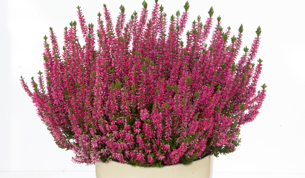 Красные цветы вереск в вазе на белом фоне