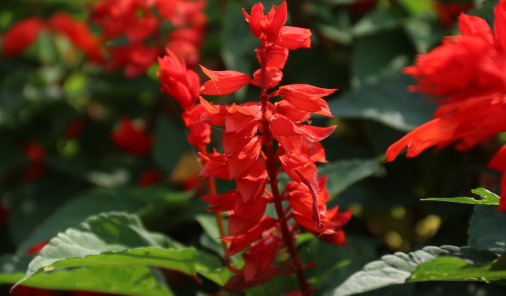 Красные садовые цветы сальвия крупным планом