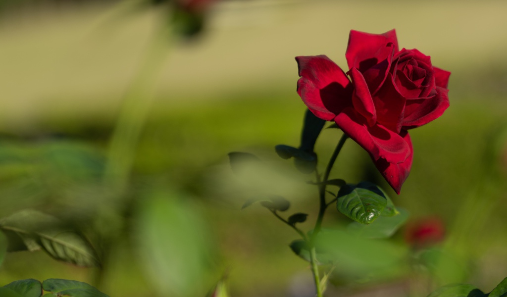 Красный садовый цветок розы в лучах солнца