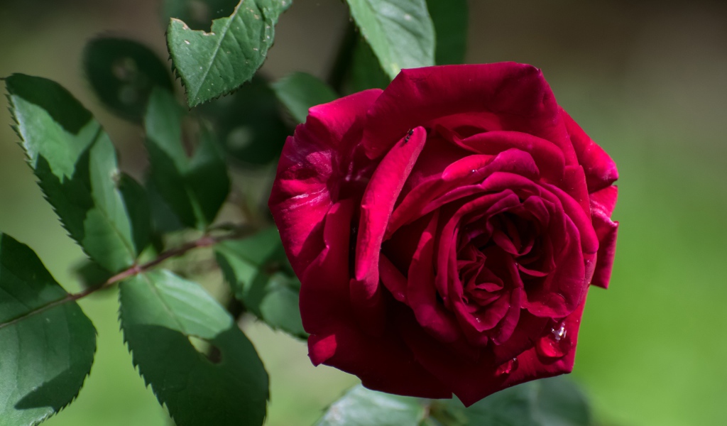 Красная садовая роза с зелеными листьями крупным планом