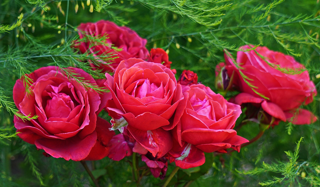 Красные садовые розы на клумбе с зелеными листьями