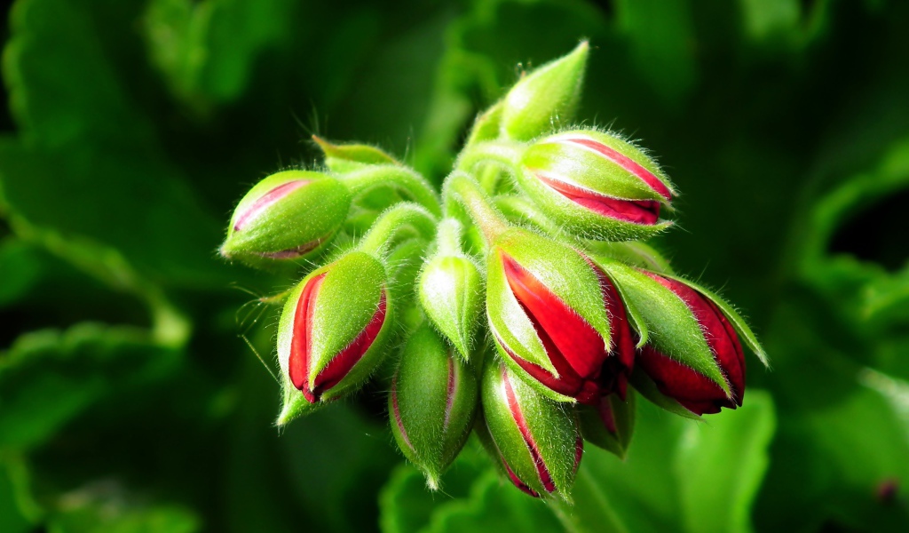 Красные цветы герани распускаются 