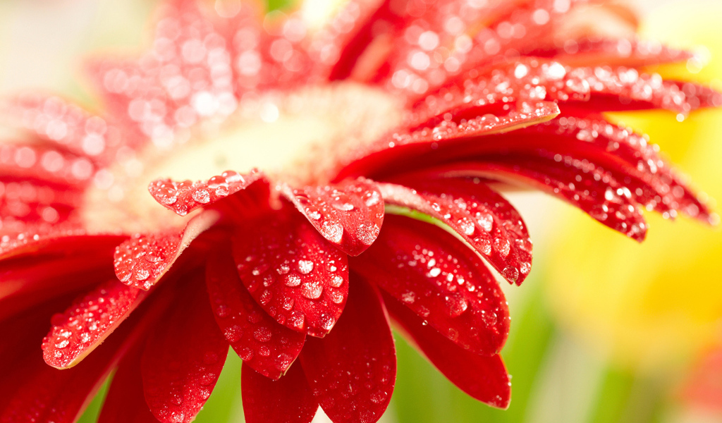 Красный цветок герберы с каплями воды на лепестках 