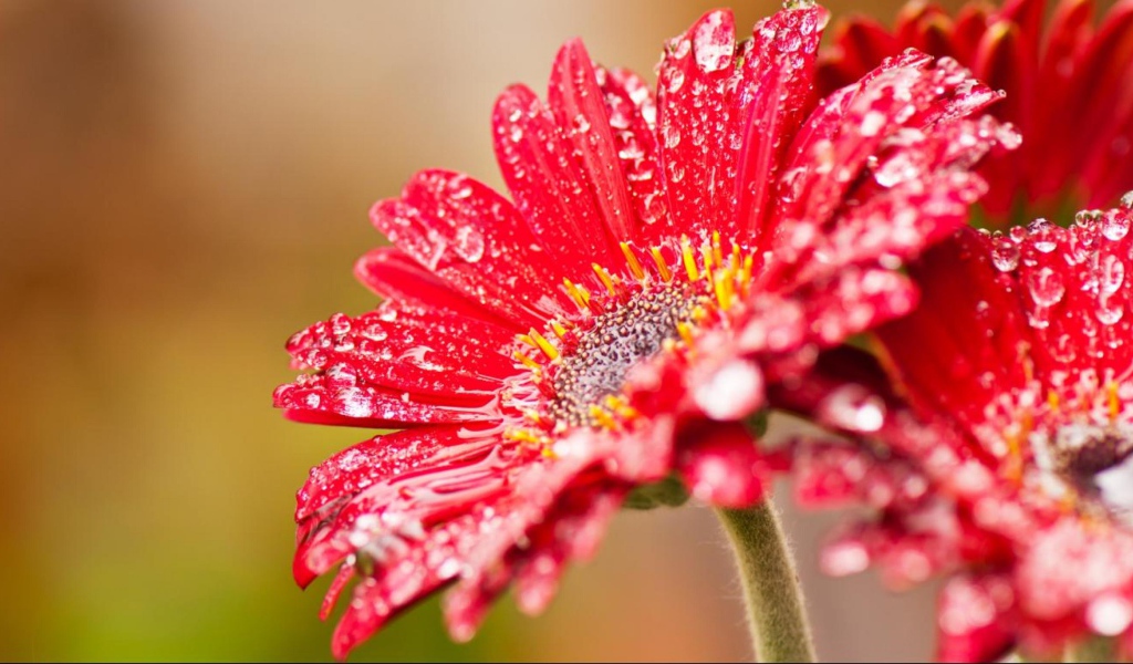 Красный цветок герберы с мокрыми лепестками