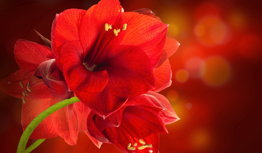 Красные комнатные цветы амариллис крупным планом