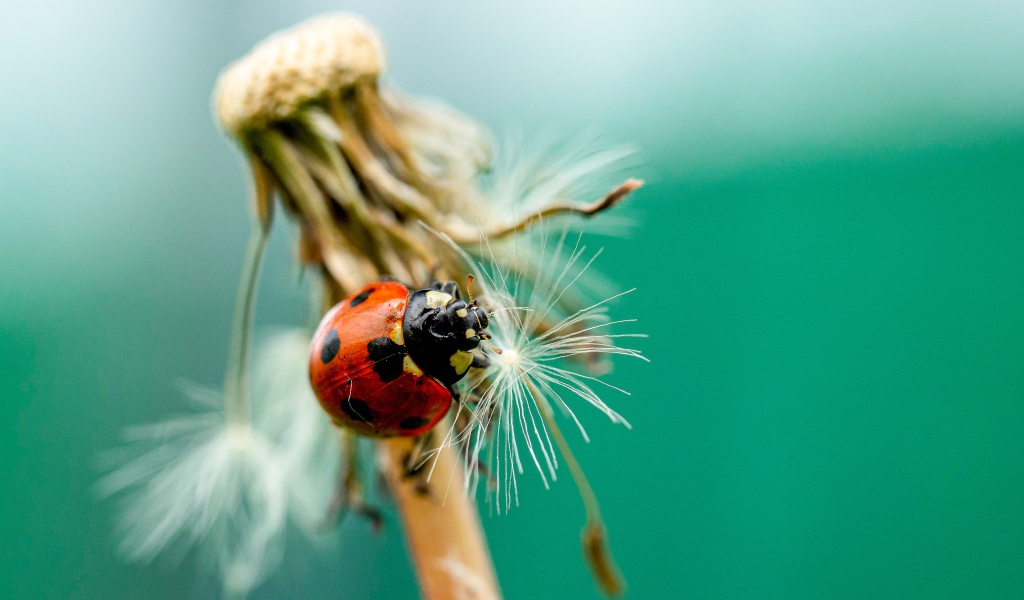 Красная божья коровка на одуванчике