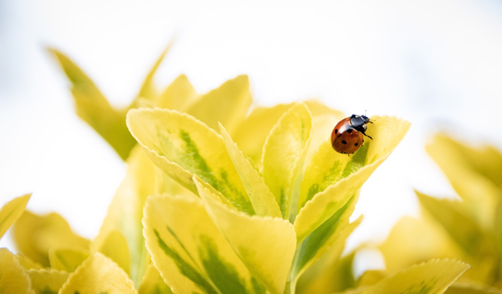 Красная божья коровка на зеленых листьях 