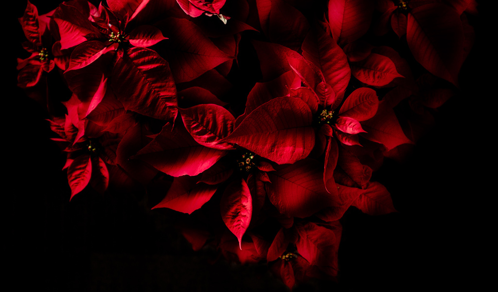 Красные листья комнатного молочая на черном фоне 