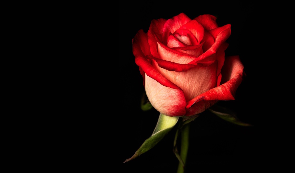 Красная одинокая роза на черном фоне