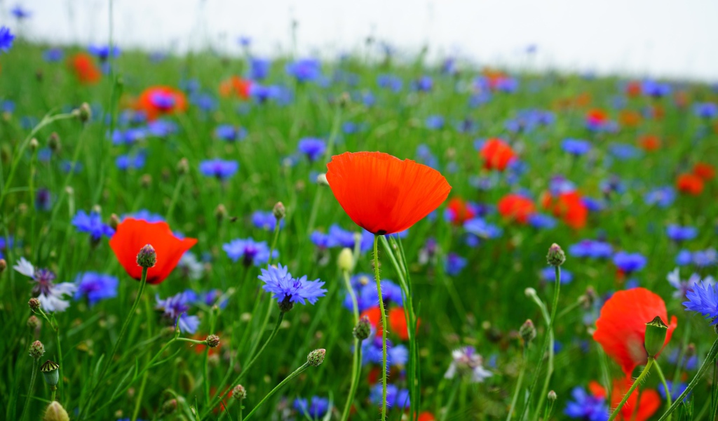 Красные маки и голубые васильки в поле 