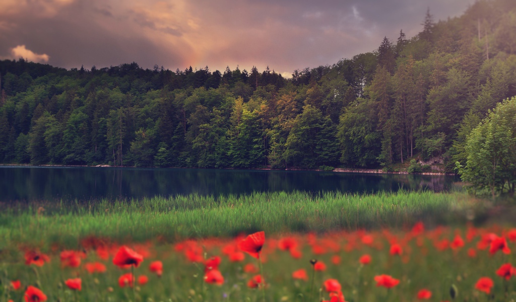 Красные маки растут на берегу лесного озера 