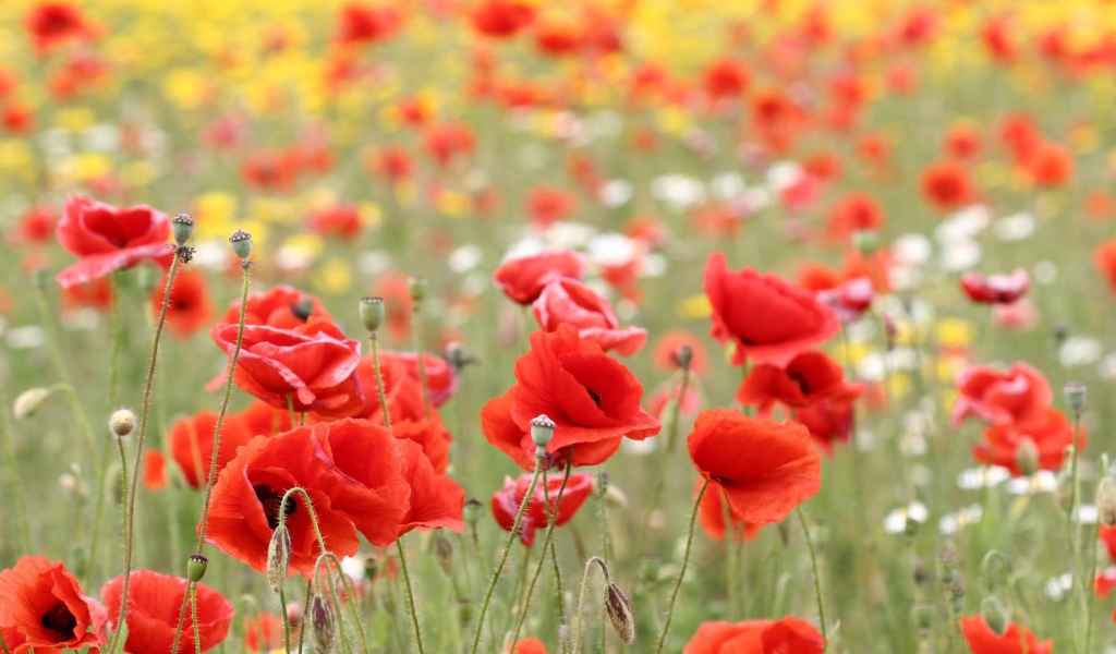 Красные маки в поле летним днем