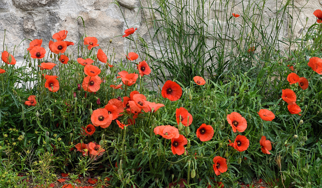 Красные маки в зеленой траве у стены 