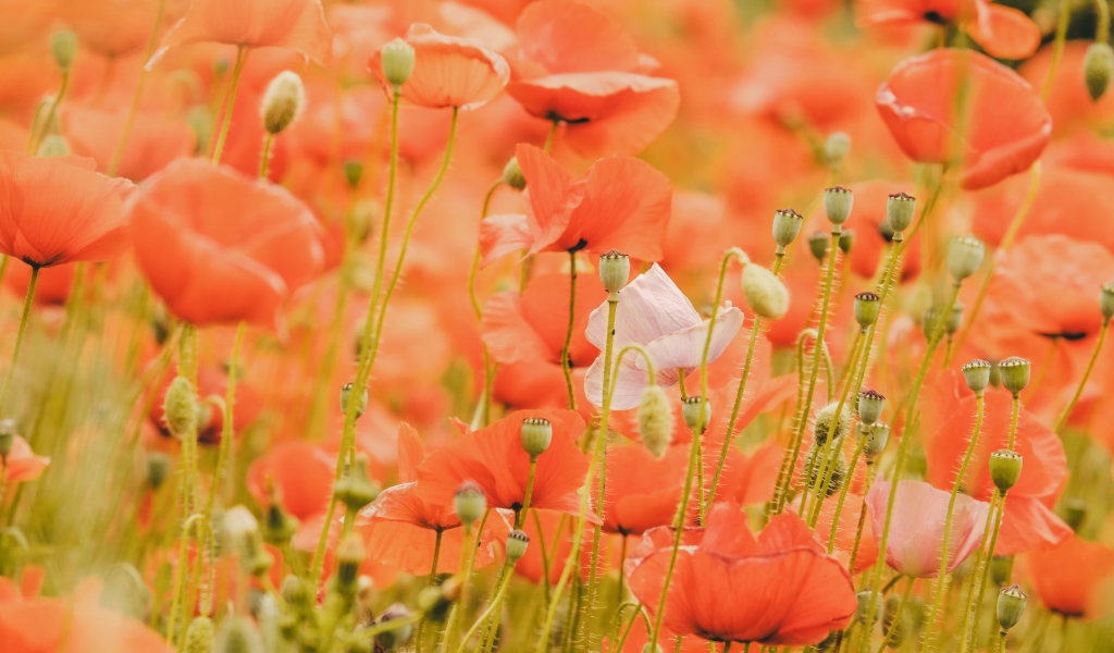 Красные маки на поле крупным планом