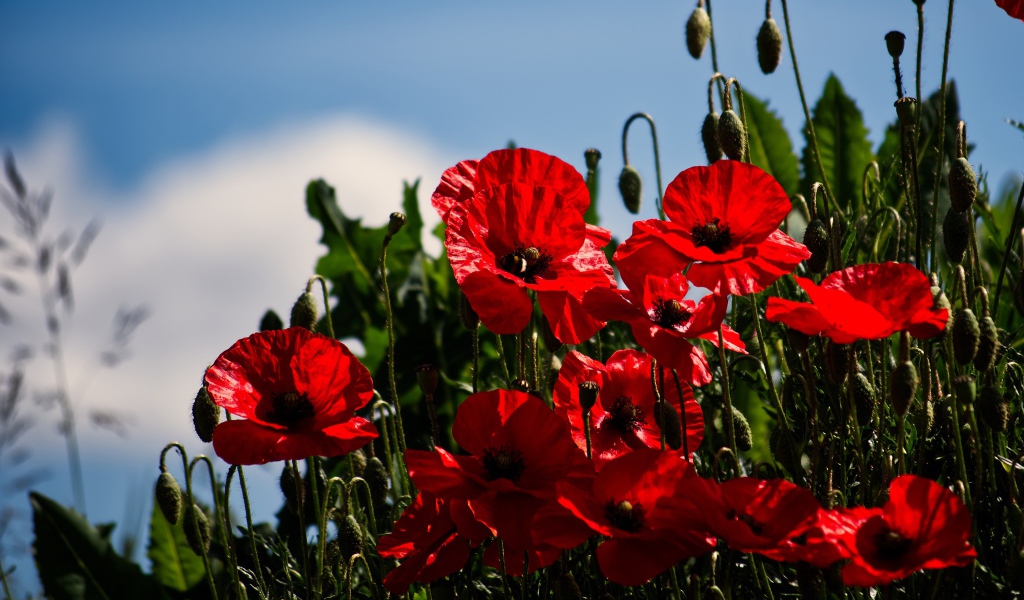 Красные маки с бутонами под голубым небом в лучах солнца