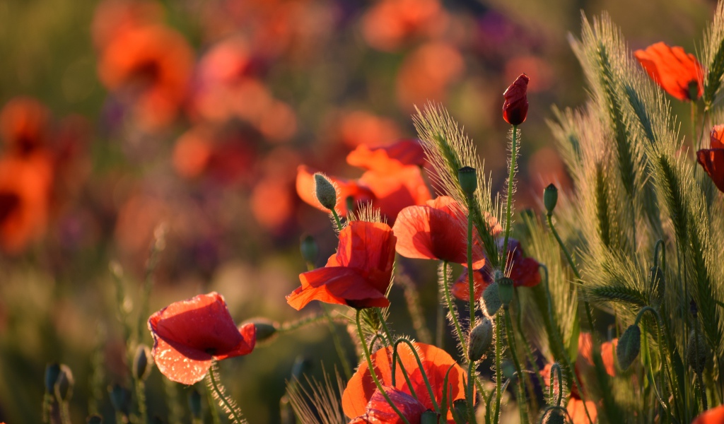 Красные маки с зелеными колосками в лучах солнца