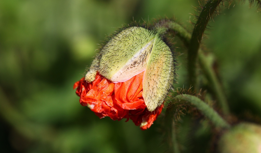 Бутон красного мака в лучах солнца