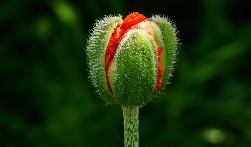 Цветок красного мака распускается на клумбе