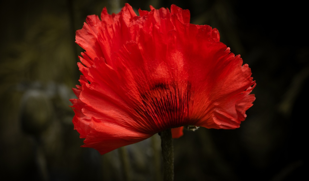 Красный цветок мака крупным планом 