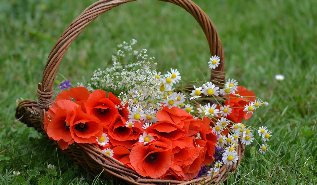 Красные цветы мака в корзине с полевыми ромашками 