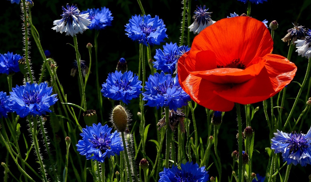 Красный мак на поле с голубыми васильками 