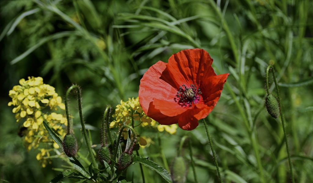 Красный мак с бутонами и полевой травой в лучах солнца