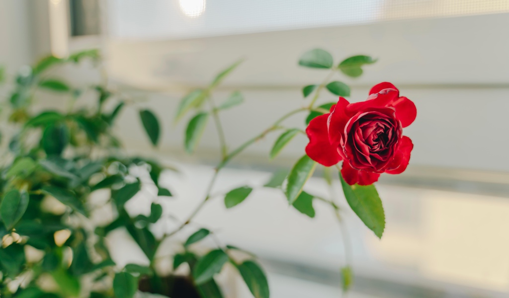 Красная комнатная роза в доме