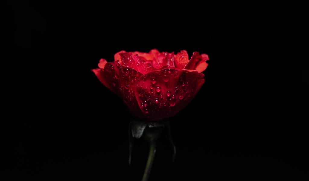 Красная роза в каплях росы на черном фоне