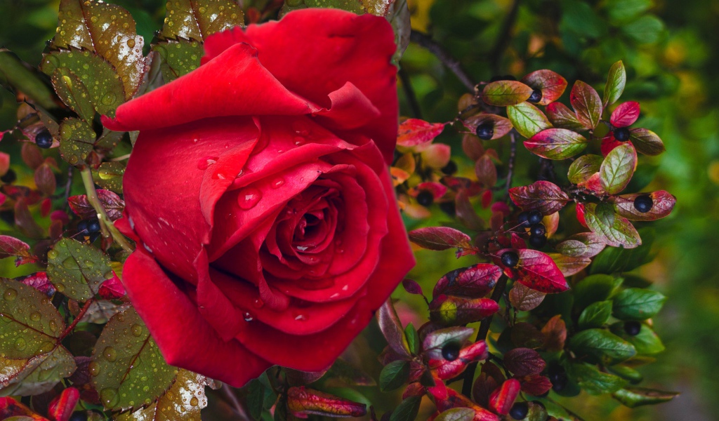 Красная роза в каплях дождя с черными ягодами