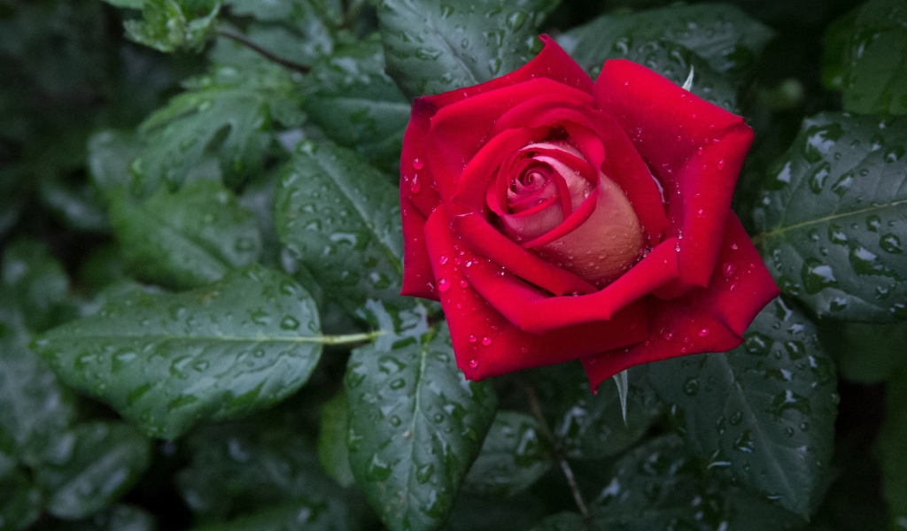 Красная роза с зелеными листьями в каплях дождя 