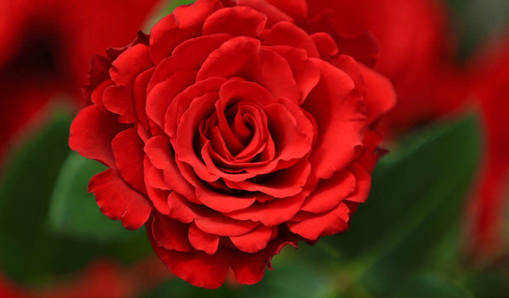 Красная роза с лепестками крупным планом 