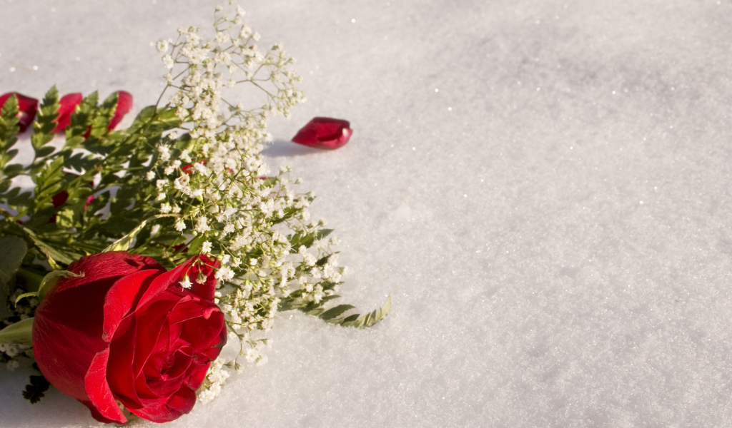 Красная роза с белыми цветами на снегу