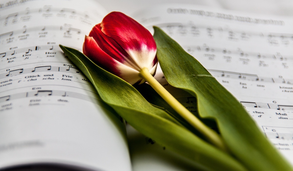 Красный тюльпан с зелеными листьями лежит на нотной тетради