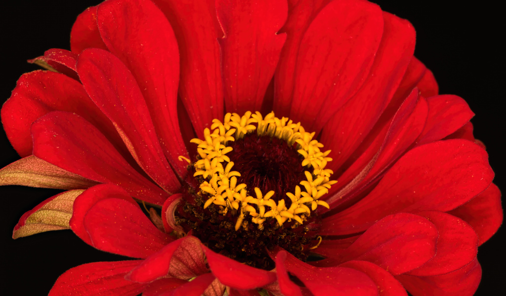 Красный цветок цинния на черном фоне