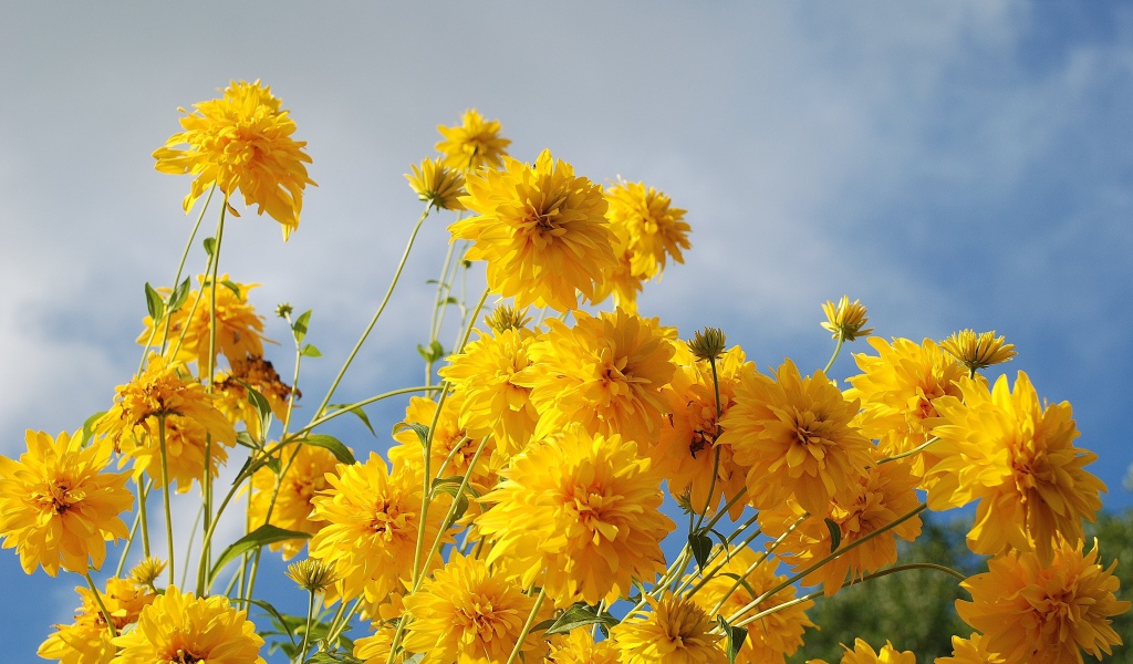 Рудбекия золотые шары на фоне неба