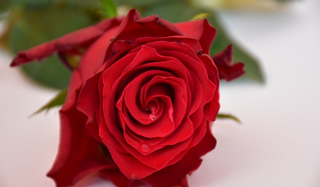 Алая роза в каплями росы на белом столе 