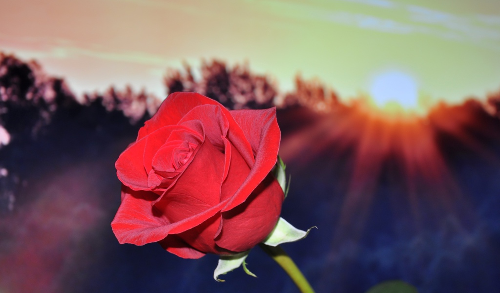 Алая роза в руке в лучах солнца