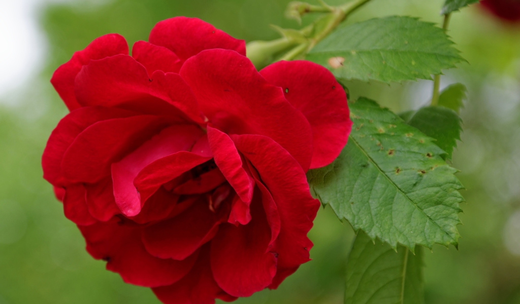 Алая роза с зелеными листьями крупным планом