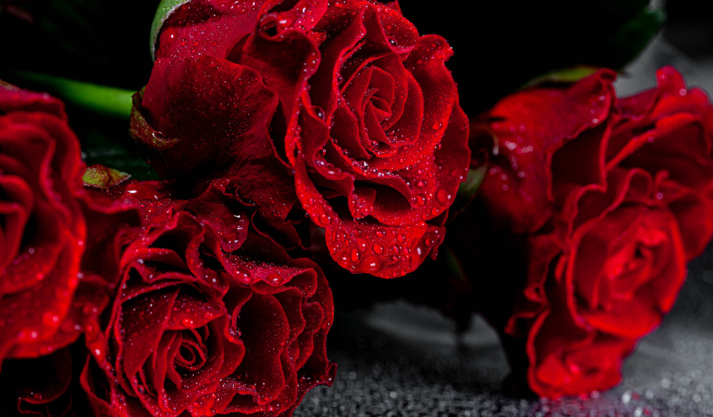 Алые розы крупным планом в каплях воды  