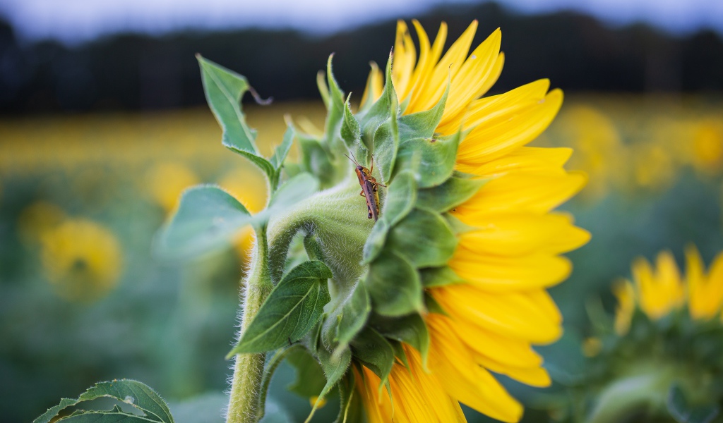 Маленький кузнечик на желтом цветке подсолнуха