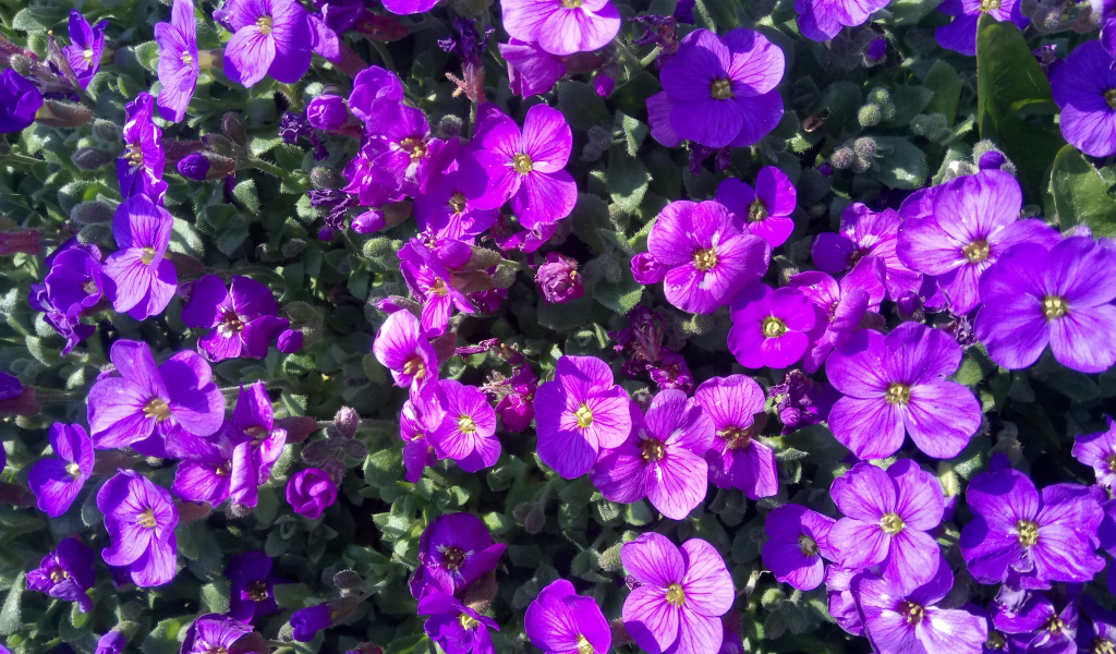 Мелкие сиреневые цветы Обриета в лучах солнца