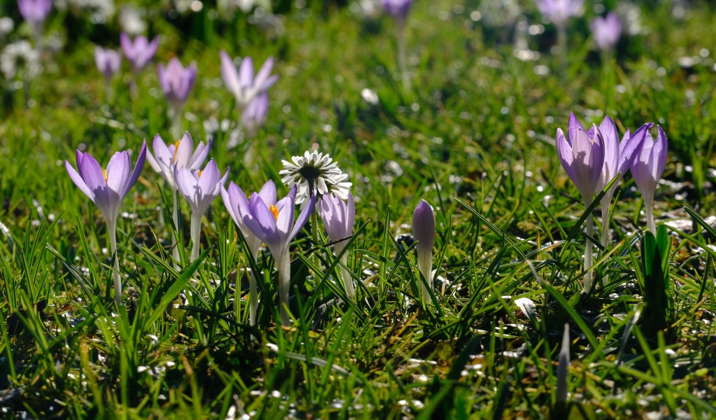 Маленькие сиреневые цветы крокуса на зеленой траве