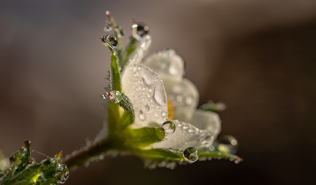 Маленький белый цветок в каплях роса крупным планом
