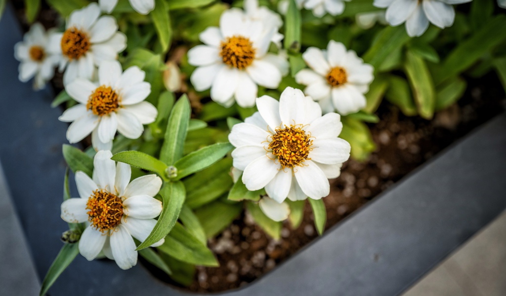 Маленькие белые цветы в кашпо на окне
