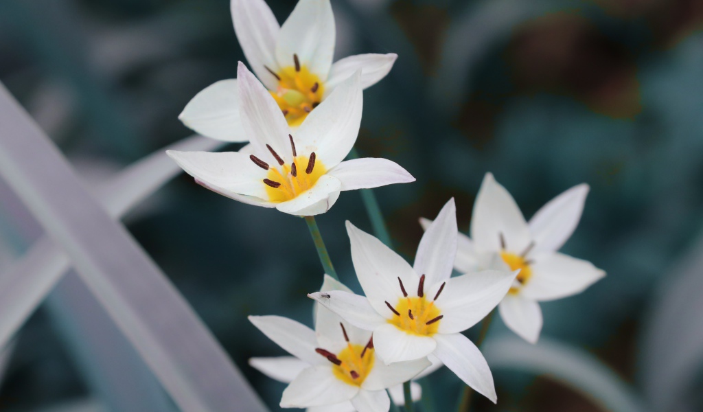 Мелкие белые цветы дикого тюльпана 