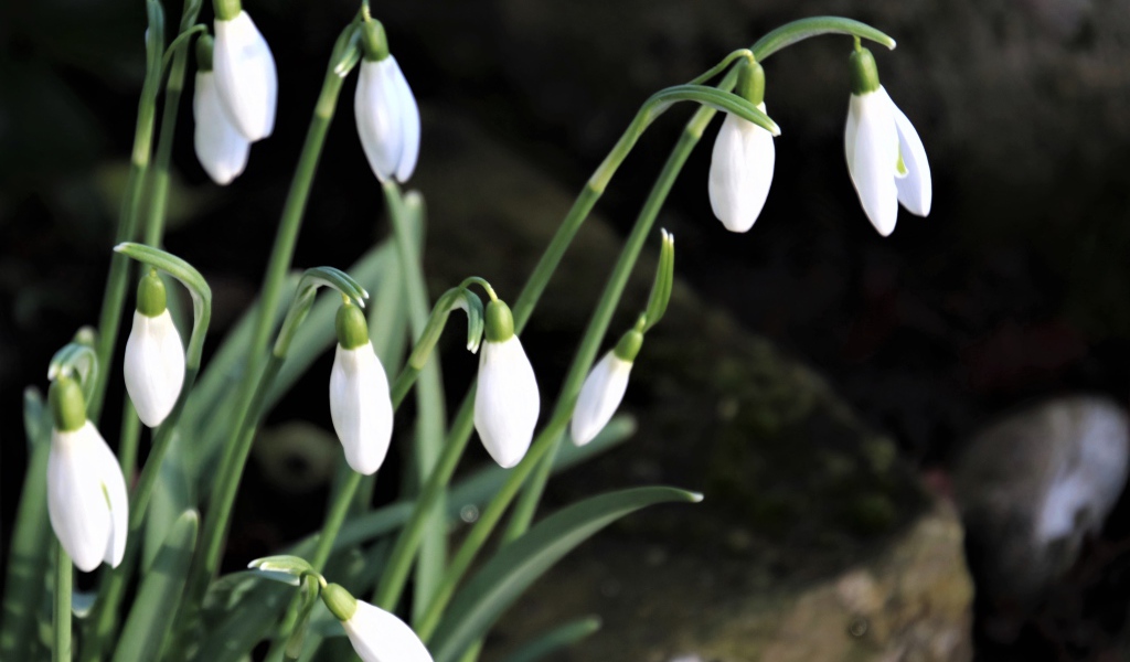 Маленькие белые весенние подснежники в лесу 