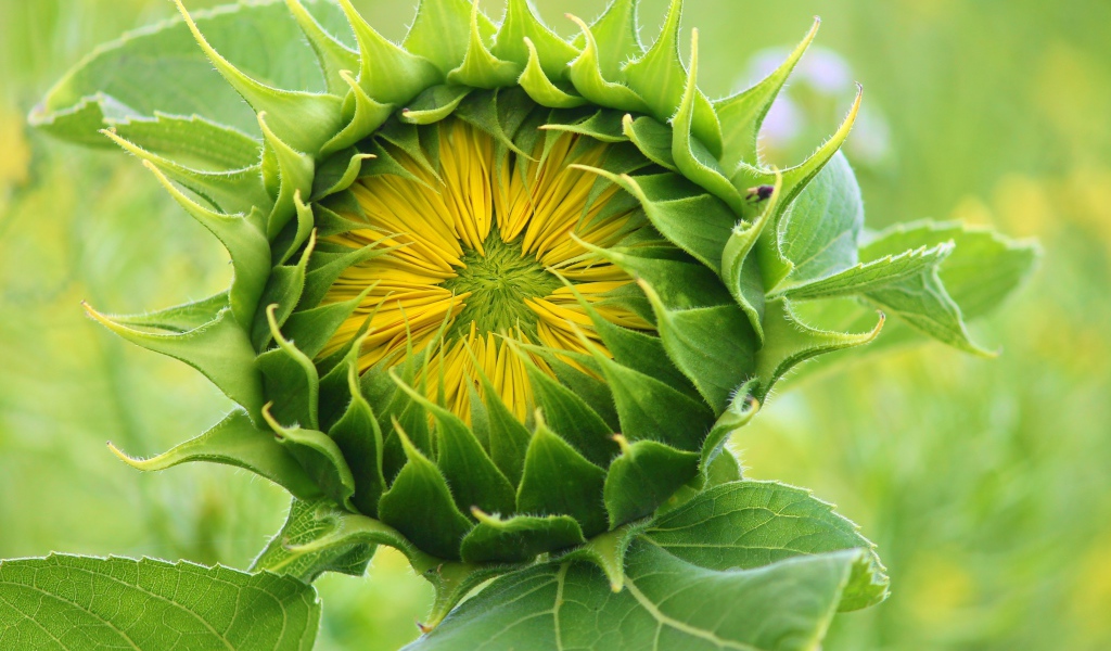 Цветок подсолнуха распускается на поле