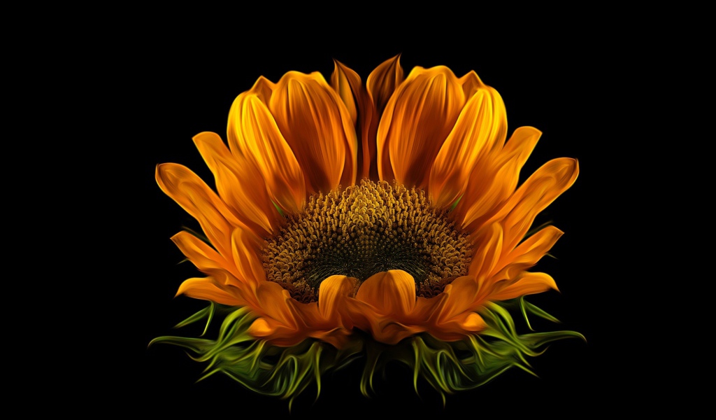 Цветок подсолнуха на черном фоне