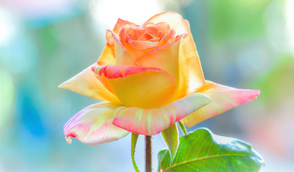 Нежная красивая роза с лепестками крупным планом